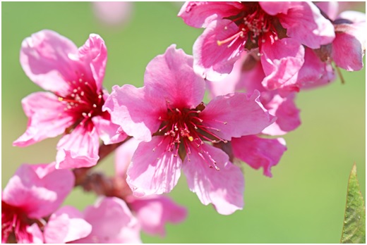 桃の花　ももの花　モモの花