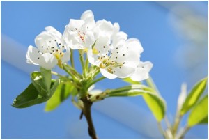 ラフランスの花