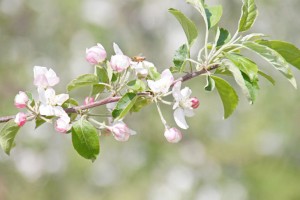 りんご花　りんご通販　ふじりんご花
