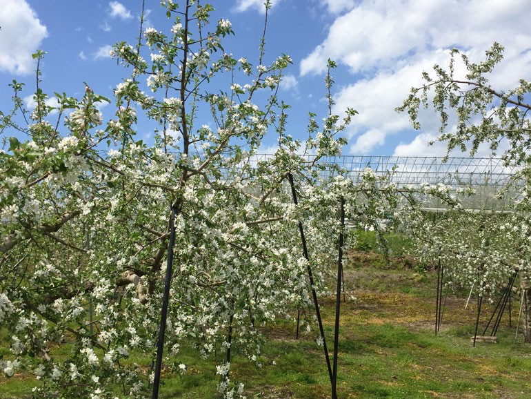 ふじ こうとく シナノゴールド開花 味の農園