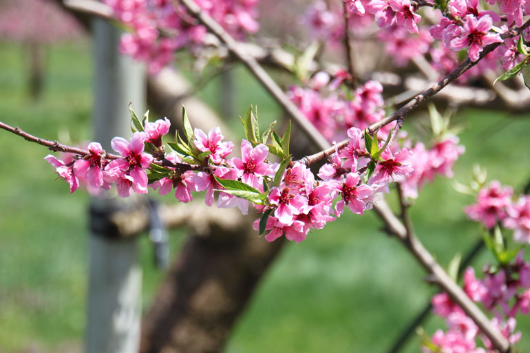 桃の花が満開 桃の花の色は桃色 味の農園