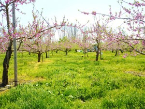 もも通販　桃通販　山形の桃