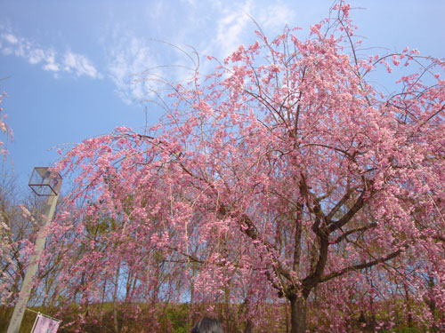 山形の桜　山形さくらんぼ　山形さくら