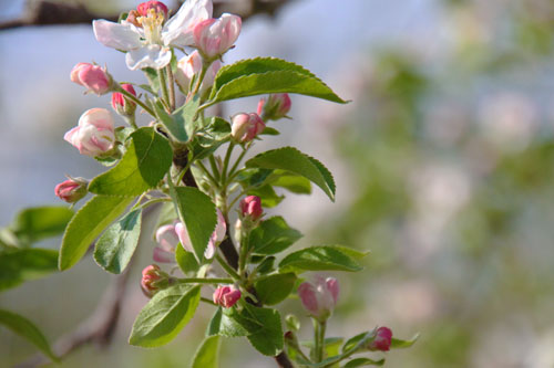 りんご通販　りんごの花　蜜入りりんごこうとく