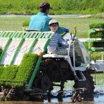 お米田植え　はえぬき