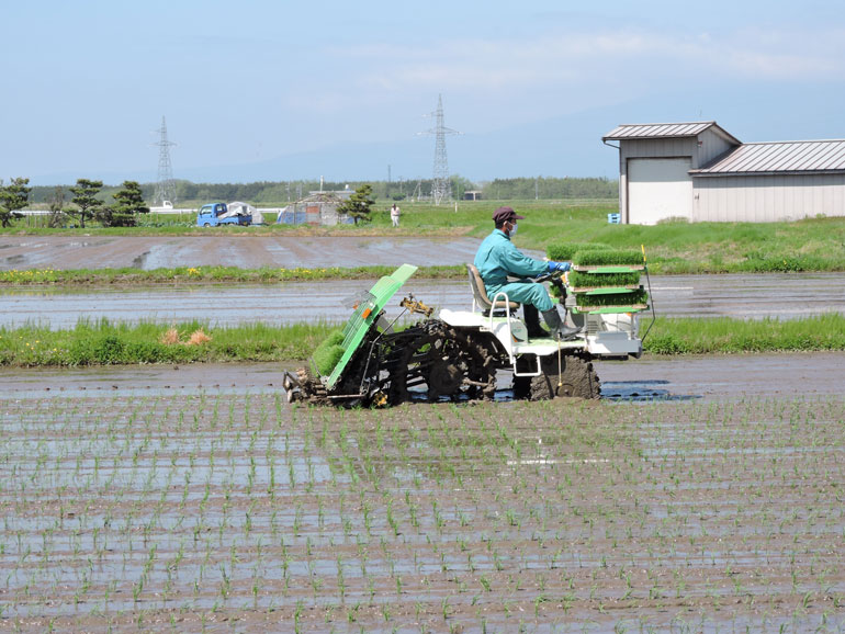 お米づくり　田植え　はえぬき