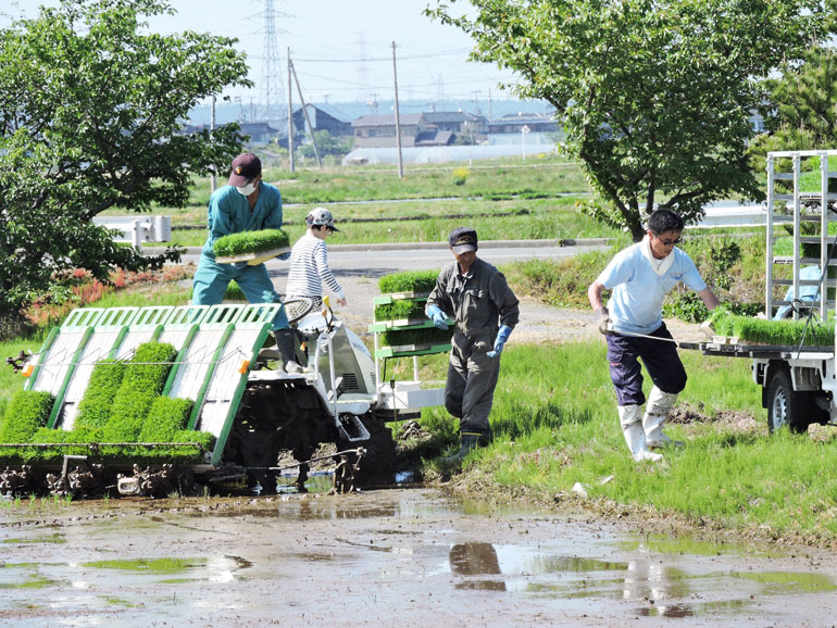 お米の田植え　つや姫