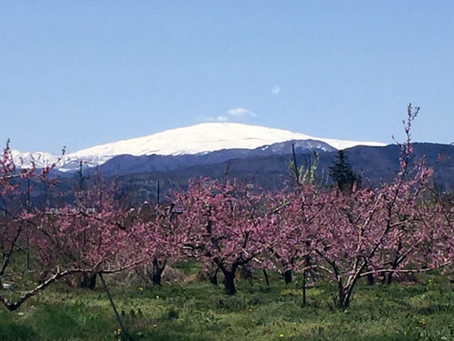 はるか後方に月山（1984ｍ）を望む桃の畑、生産者は中野さん