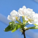 ラフランスの花　ラフランス通販　完熟ラフランス