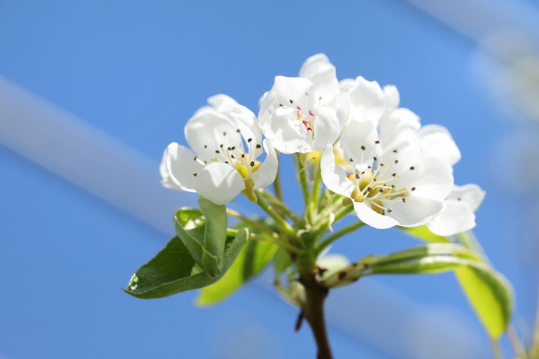 ラフランスの可憐な花が咲きました 味の農園