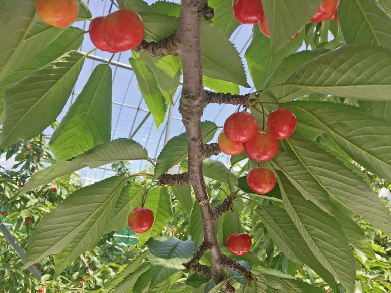 さくらんぼ通販 紅秀峰通販 紅秀峰