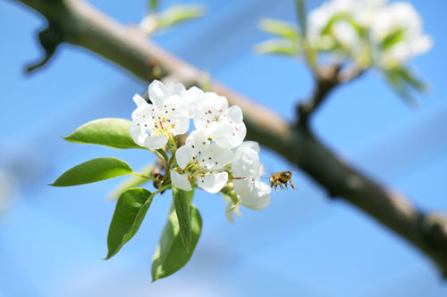 ラフランスの可憐な花が咲きました 味の農園