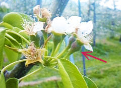 ラフランスの可憐な花が咲きました 味の農園