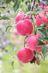 りんご サンふじ加熱調理で高まる栄養成分 味の農園