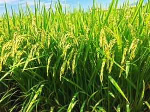 ▼▼お取り寄せはこちらから おコメ通販　お米通販　お米定期宅配 お米通販　おコメ通販　お米定期宅配