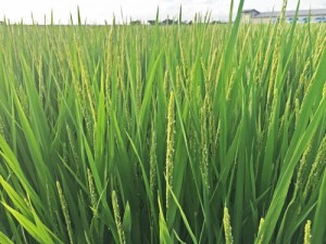 お米通販　おコメ通販　おこめ通販