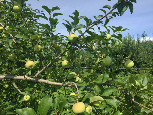 蜜入りこうとく　山形りんご　りんご通販