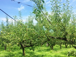 ラフランス栽培　完熟ラフランス　ラフランス通販