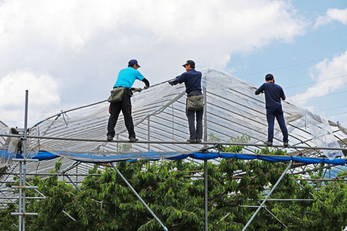 雨除けハウス　ビニール架け