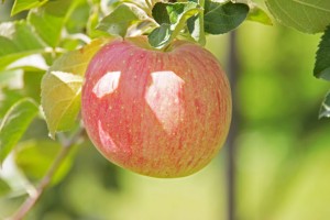 極ふじ（きわめふじ）　蜜入りサンふじ　蜜入りりんご通販