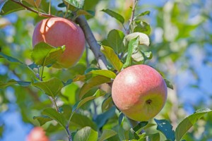 蜜入りサンふじ　蜜入りリンゴ　蜜入りこうとく