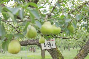 スーパーラフランス　ラフランス通販　山形ラフランス