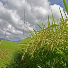 つや姫　庄内平野　山形米