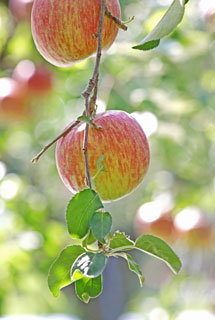サンふじ　密入りリンゴ　りんご通販