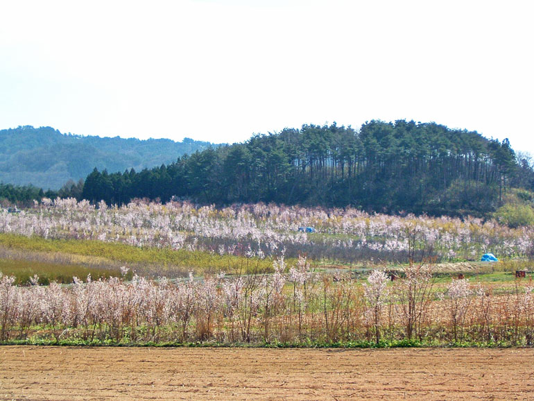 啓翁桜　啓翁桜通販　啓翁桜正月