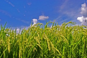 お米通販　おコメ通販　おこめ通販