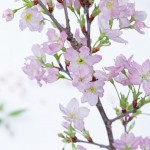 啓翁桜　啓翁桜通販　正月啓翁桜