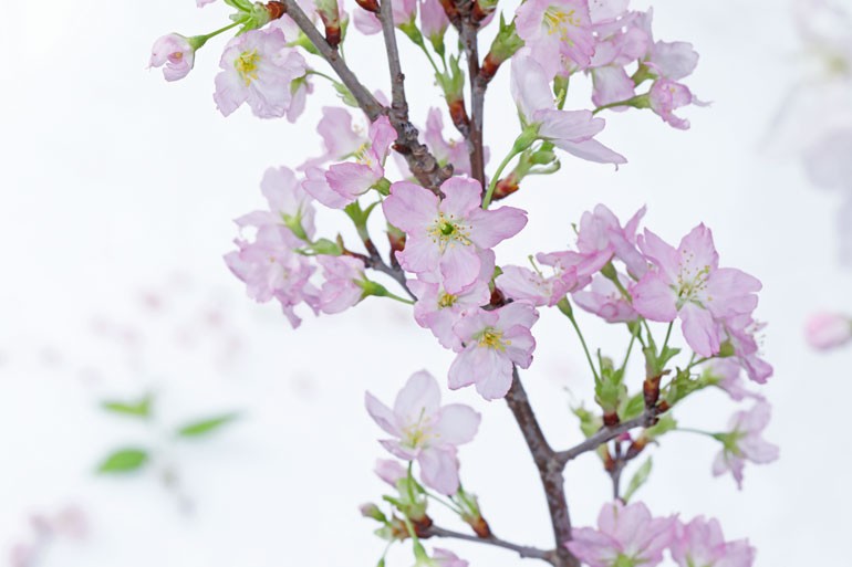 啓翁桜が出来るまで 生産者のとりくみとは 味の農園