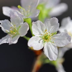 啓翁桜　冬の桜　冬咲き