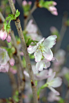 啓翁桜　啓翁桜通販　けいおうざくら