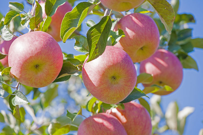 賞味 期限 りんご りんごの賞味期限｜日持ちさせる保存方法はある？注意点は？