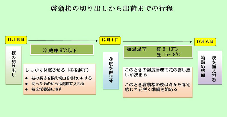 啓翁桜　啓翁桜通販　啓翁桜正月