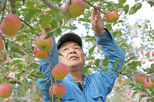 サンふじ通販　ふじ生産者　りんご通販