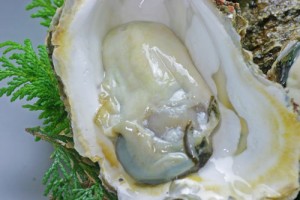 岩牡蠣通販　岩牡蠣　天然岩牡蠣