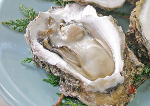 岩牡蠣通販 岩牡蠣 天然岩牡蠣