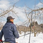 りんご通販　山形りんご剪定　山形りんご