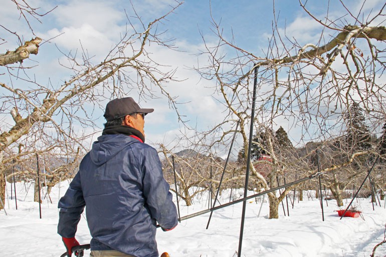 りんご通販　山形りんご剪定　山形りんご