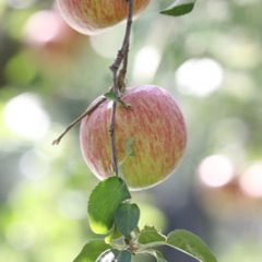 蜜リンゴ　蜜入り　こうとく