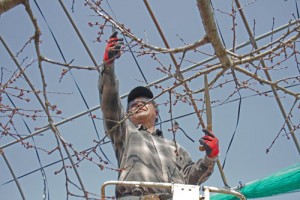 山形さくらんぼ　さくらんぼ通販　佐藤錦