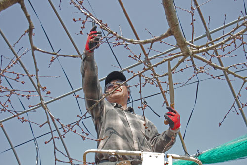 山形さくらんぼ　さくらんぼ通販　佐藤錦