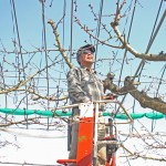 さくらんぼ通販　さくらんぼ佐藤錦　紅秀峰通販