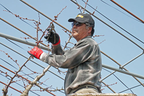 さくらんぼ通販　さくらんぼ佐藤錦　紅秀峰通販