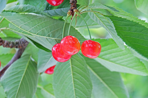 さくらんぼ通販　さくらんぼ佐藤錦　紅秀峰