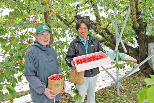 山形さくらんぼ　さくらんぼ通販　佐藤錦