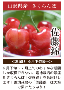 佐藤錦　山形さくらんぼ　さくらんぼ通販