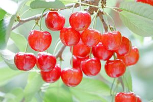 山形さくらんぼ　さくらんぼ通販　さくらんぼ佐藤錦